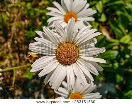 Close-up Image Of A Dasiy, Margarite Flower In Daylight