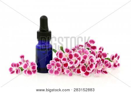 Dainthus flowers used in alternative & chinese herbal medicine with aromatherapy essential oil bottle on white with copy space. Chinensis. Qu mai. Is a diuretic and is used to treat cystitis.