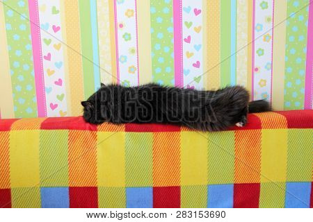 Black Cat Laying On Colored Back Of Sofa. Domectic Animal Has A Rest