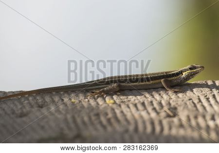 Closeup Of Blue-tailed Skink Lizard Stood On A Stone Path In Rural Countryside