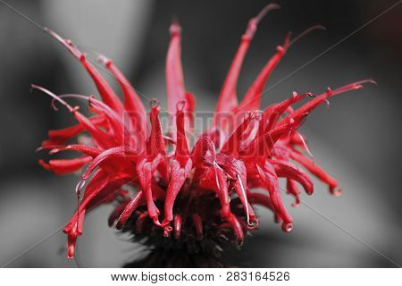 A Red Bee Balm Closeup In Full Bloom.