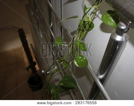 Juicy Leaves Of A Young Houseplant Stretching Along The Wall Of The Office Between The Steel Railing