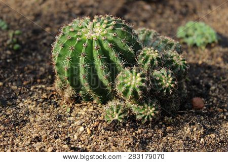 Green Cactus In The Garden On The Sand
