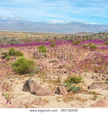 Flowering Desert (spanish: Desierto Florido) In The Chilean Atacama. The Event Is Related To The El 