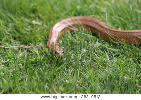 Boa Constrictor Schlange, Tier Naturfoto