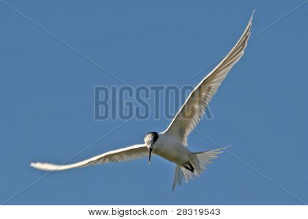 Bayağı sumru (Sterna sandvicensis), doğa hayvan fotoğraf