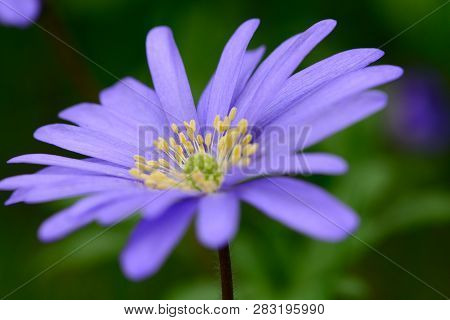 Macro Shot Of A Blue Anemone Flower In Bloom