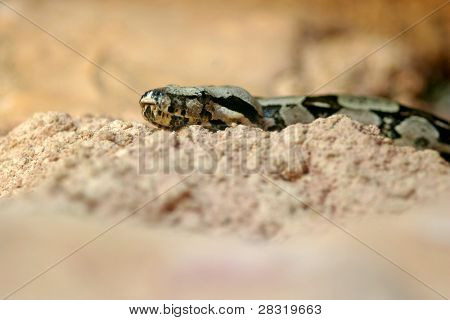 Boa Constrictor Schlange, Tier Naturfoto
