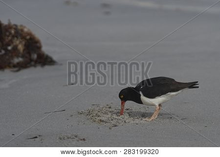 Magellanic Oystercatchers (haematopus Leucopodus) Searching For Food On A Sandy Beach On Sealion Isl