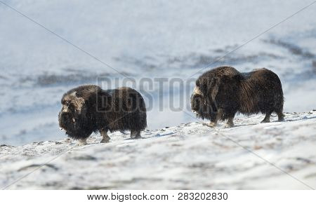 Close Up Of Two Male Musk Ox (ovibos Moschatus) Crossing Snowy Dovrefjell Mountains During Cold Wint