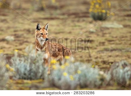 Close Up Of A Rare And Endangered Ethiopian Wolf (canis Simensis) In The Highlands Of Bale Mountains