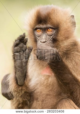 Close Up Of A Baby Gelada Monkey Sitting With A Foot Up, Simien Mountains, Ethiopia.