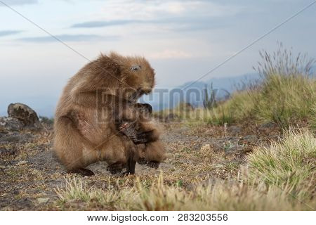 Close Up Of A Mother Gelada Monkey Grooming Baby, Simien Mountains, Ethiopia.