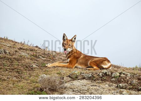 Close Up Of A Rare And Endangered Ethiopian Wolf (canis Simensis) Lying On The Ground, Bale Mountain