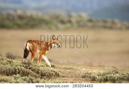 Close Up Of A Rare And Endangered Ethiopian Wolf (canis Simensis) In The Highlands Of Bale Mountains