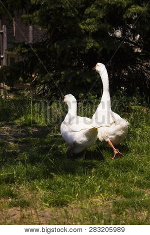 A Pair Of White Geese Walking On The Green Grass Against A Wooden Building On A Clear Sunny Summer D