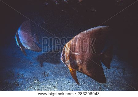 Underwater Image Of Pinnate Spad Fish Sitting Under A Coral Reef In The Indian Ocean