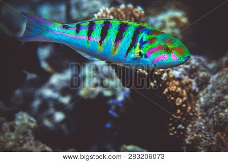Underwater Image Of Pinnate Spad Fish Sitting Under A Coral Reef In The Indian Ocean