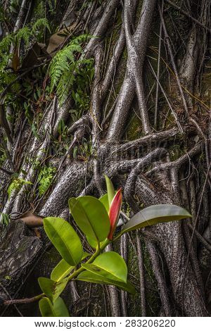 Ficus Elastica Multiple Aerial And Buttressing Roots A Close-up Picture