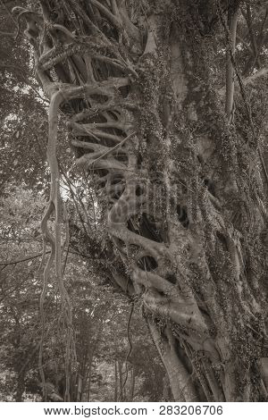Ficus Elastica Multiple Aerial And Buttressing Roots A Close-up Sepia Picture