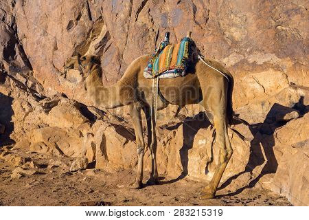 Dromedar Camel On The Background Of The Mountain Of St. Moses, Egypt, Sinai