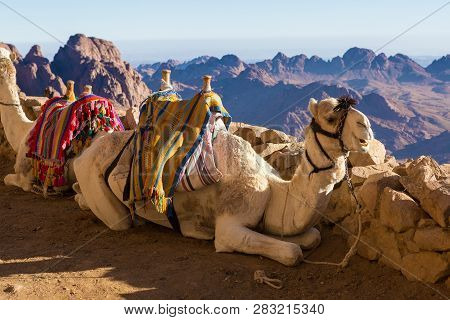 Dromedar Camel On The Background Of The Mountain Of St. Moses, Egypt, Sinai