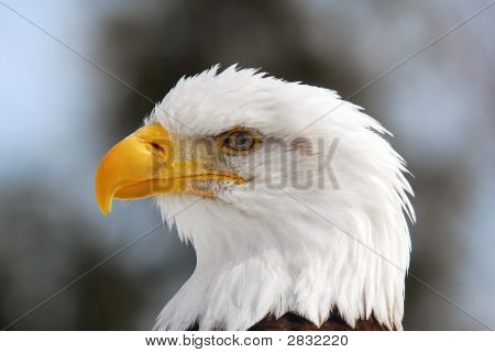Águila calva americana