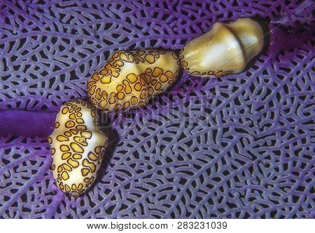 Flamingo Tongue,snail,cyphoma Gibbosum, S A Species Of Small But Brightly Colored Sea Snail, A Marin
