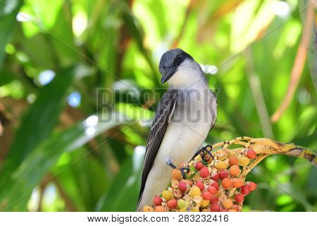 Portrait Of A Tropical Mocking Bird Perching In A Tree
