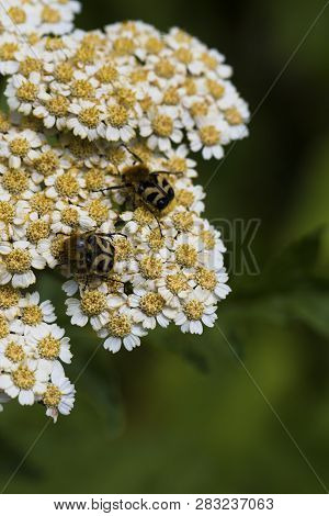 Tanacetum Parthenium, The Feverfew, Bachelors Buttons In Bloom