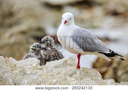 Red-billed Gull With Small Chicks, Kaikoura Peninsula, South Island, New Zealand. This Bird Is Nativ