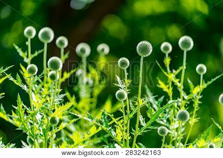 Inflorescences And Stems Of Southern Globethistle (echinops Ritro) In July In Botanical Garden, Lith