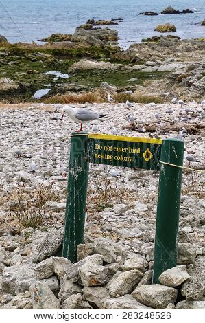 Do Not Enter Sign For Red-billed Gulls Colony On Kaikoura Peninsula, South Island, New Zealand. This