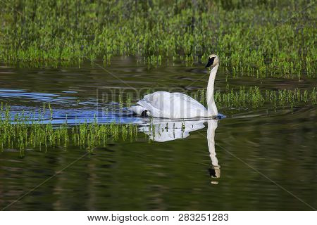 Trumpeter Swan (cygnus Buccinator) In Yellowstone National Park, Wyoming, Usa