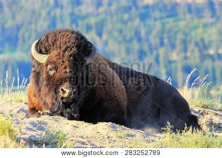 Male Bison Lying In Dust, Yellowstone National Park, Wyoming, Usa