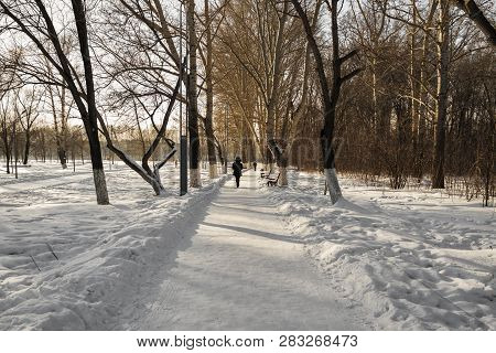 Path In Snowy Park. Winter Landscape. 