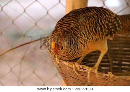 Gallopheasant (odak üstünde baş)