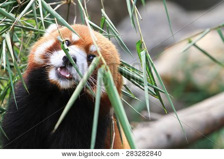 A Red Panada At The Zoo Of Day Time