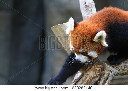 A Red Panada At The Zoo Of Day Time