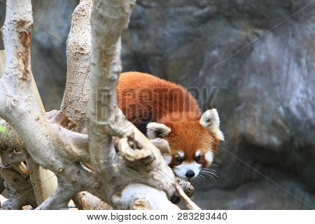Close Up Image Of A Red Panda At The Zoo