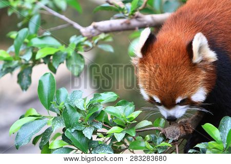 A Red Panada At The Zoo Of Day Time