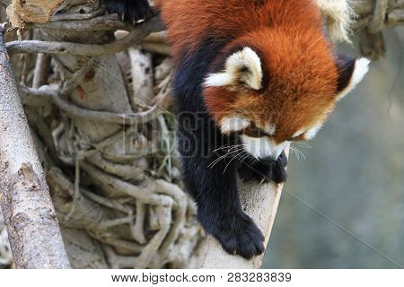 Red Panada At The Zoo Of Day Time