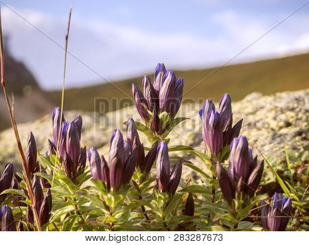 Violet Flower In The Mountains Krasnaya Polyana Sochi