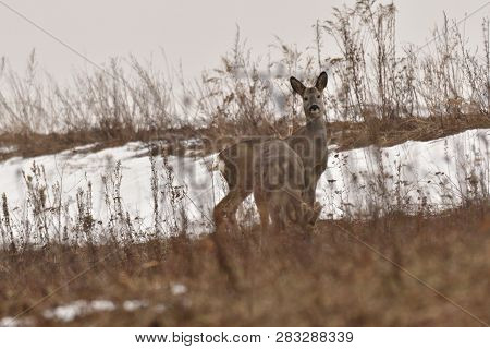 Roedeer Family Camouflage Walking And Eating On Meadow In Winter Snow