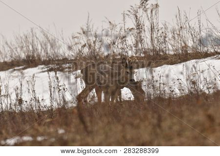 Roedeer Family Camouflage Walking And Eating On Meadow In Winter Snow