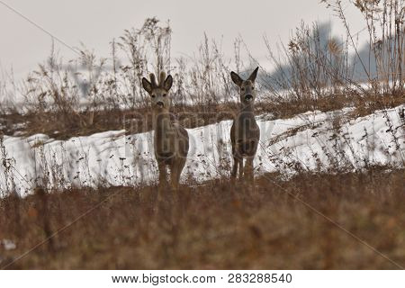 Hidden Roedeer With One Antler  And Roe Masking And Watching The Enemy Predator