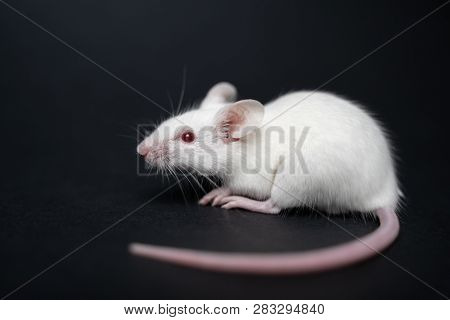 White Laboratory Rat Isolated On Grey Background