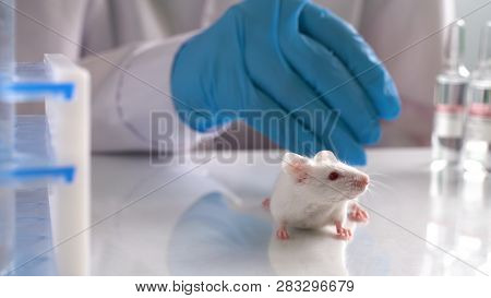 Woman Chemist Testing New Formula On Little Lab Mouses