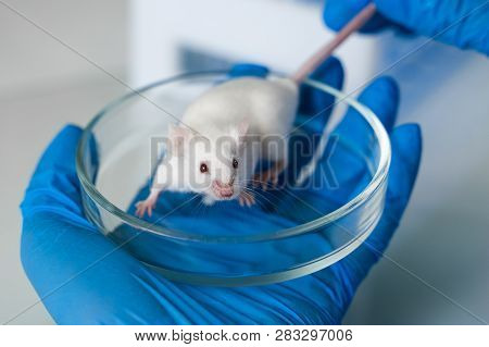 Woman Chemist Testing New Formula On Little Lab Mouses