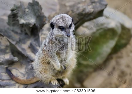 Full Body Of A Wild African Meerkat On The Tree Trank. Photography Of Nature And Wildlife.